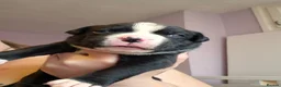 Mixed Breed dogs for sale: 2 handsome bullweiller's left from a litter of 10 - Advert 18