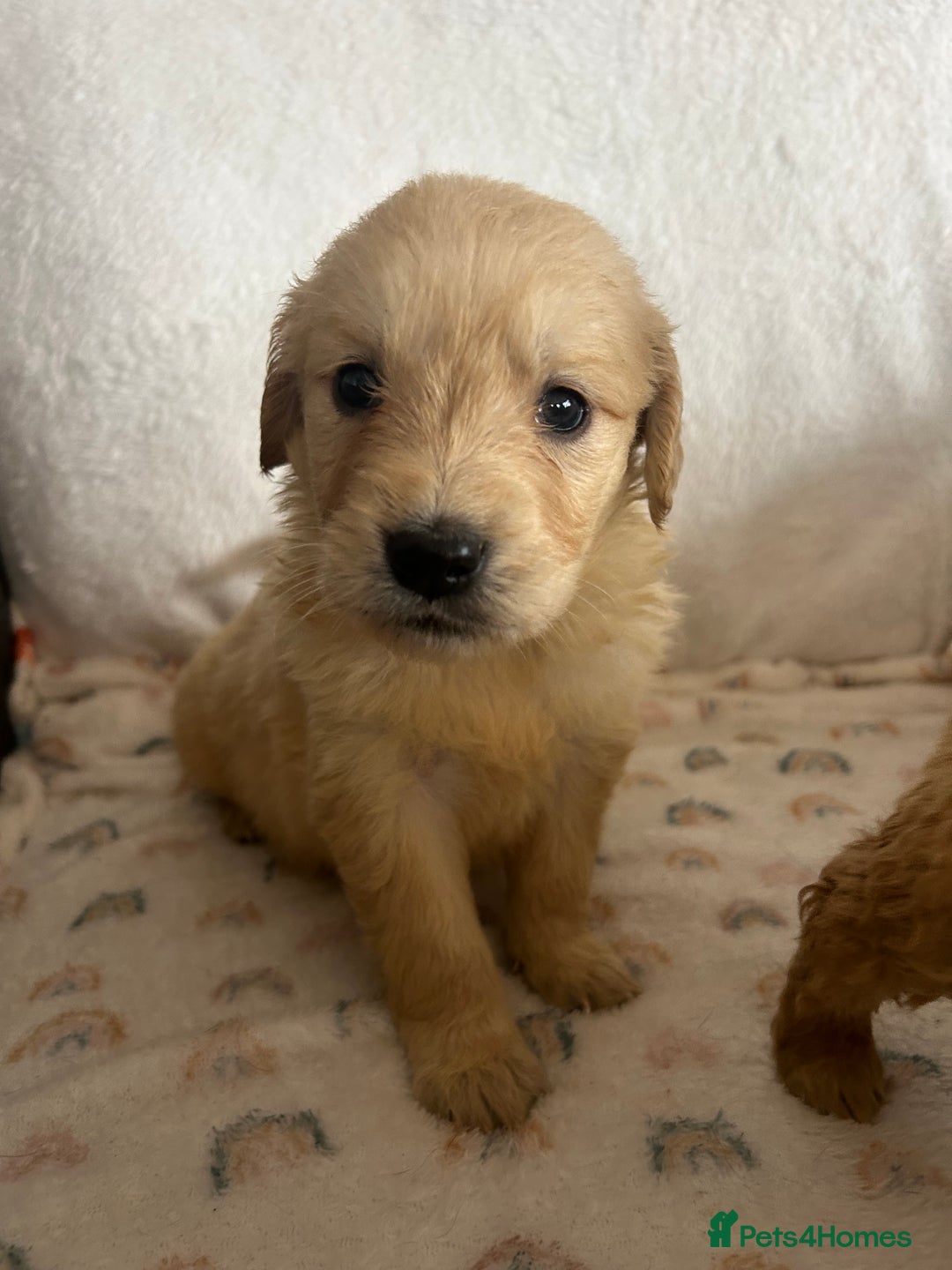 Golden Retriever dogs for sale: Beautiful golden retriever litter 🐶⭐️ - Image 20