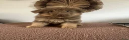 German Shepherd dogs for sale: German Shepherd Puppies Liver Tan Isabella Tan  - Advert 13