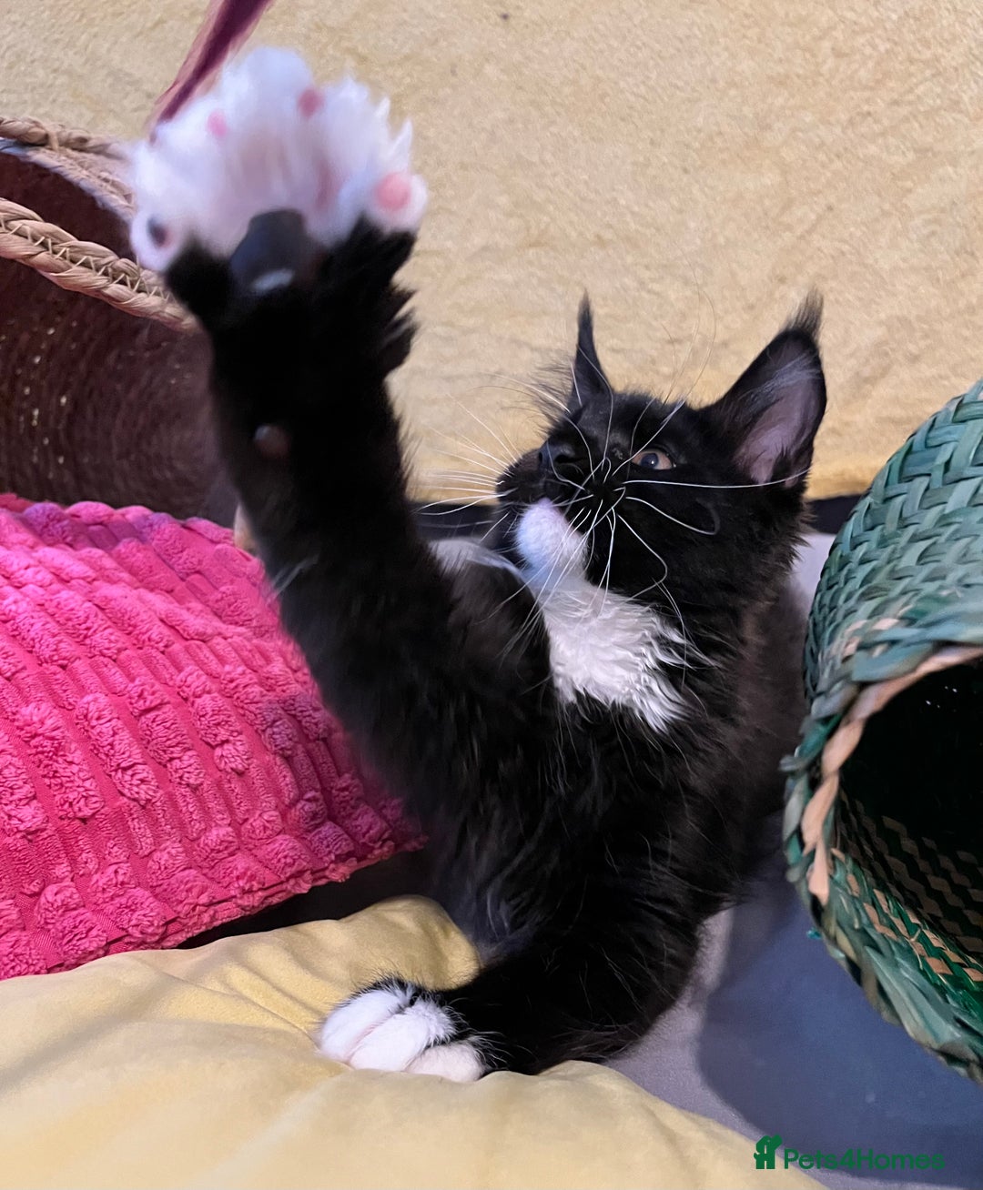 Maine Coon cats for sale: GCCF active / domestic Maine Coon  - Image 10