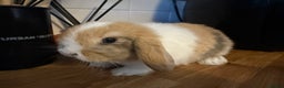Mini Lop rabbits for sale: Pure mini lops READY TO LEAVE  - Advert 8