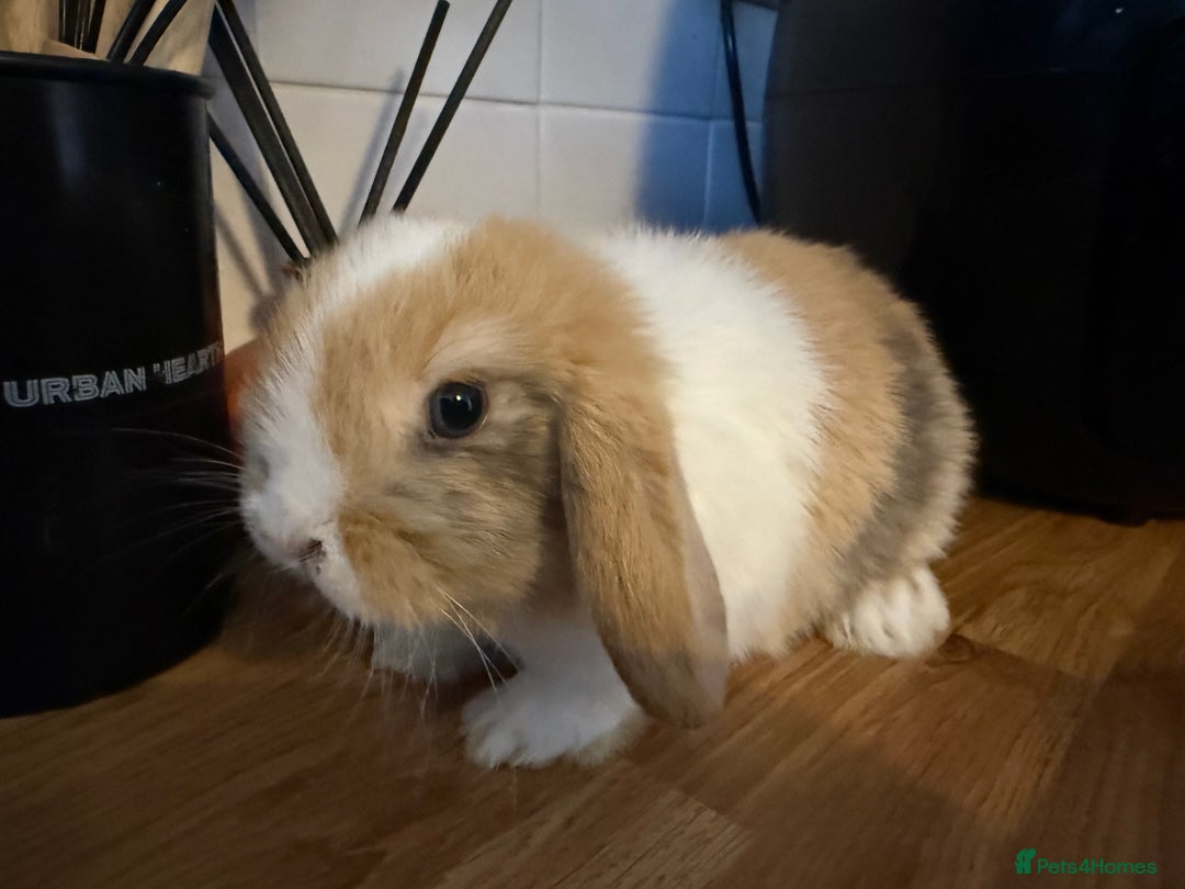 Mini Lop rabbits for sale: Pure mini lops READY TO LEAVE  - Advert 8