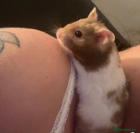 Hamster rodents - Advert 1