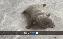 French Bulldog dogs for sale: ***BEAUTIFUL LITTER OF 7 FRENCH BULLDOGS *** - Image 9