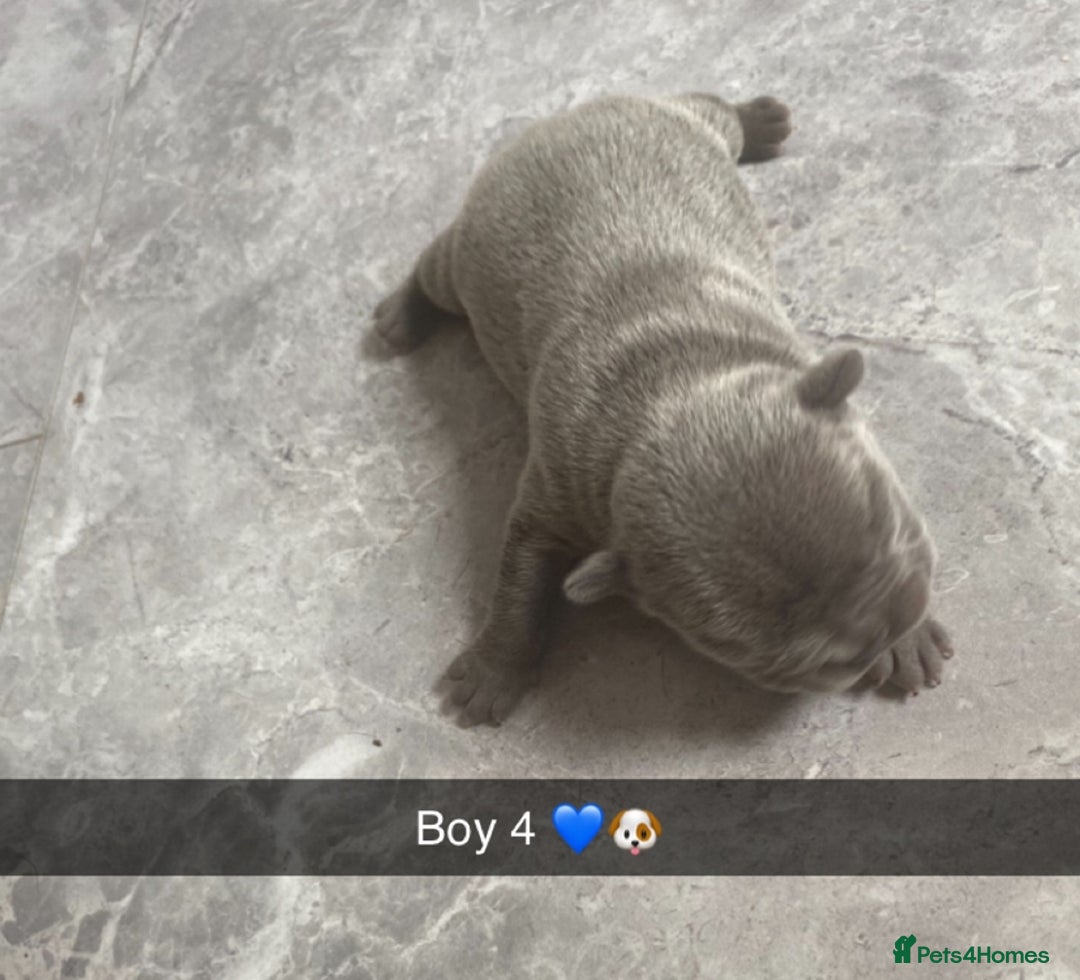 French Bulldog dogs for sale: ***BEAUTIFUL LITTER OF 7 FRENCH BULLDOGS *** - Image 9