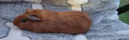 Guinea Pig rodents for sale: I have some teddy cross babies available 2 reserve - Advert 6