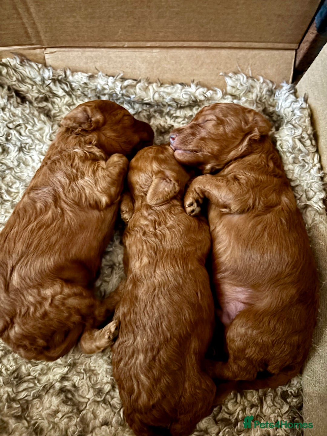 Toy Poodle dogs for sale: Toy Poodle boys  - Advert 2