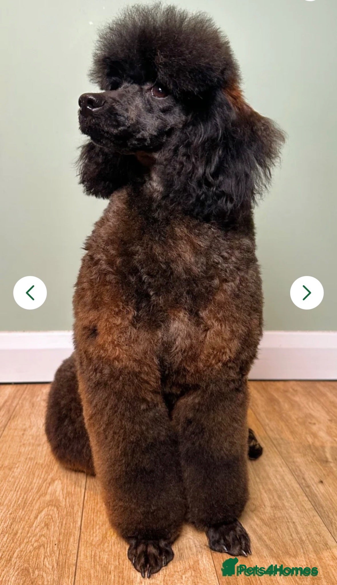 Miniature Poodle dogs Exceptional Agouti Miniature Poodle Stud For Sale - Advert 2