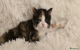 Maine Coon cats for sale: Amazing Maine coin babies  - Image 1