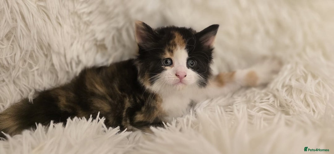 Maine Coon cats for sale: Amazing Maine coin babies  - Image 1