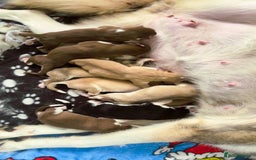 Siberian Husky dogs for sale: Beautiful husky puppies for sale   - Image 3