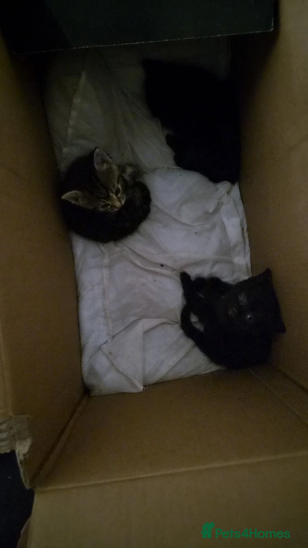 Mixed Breed cats for sale: 3 beautiful kittens  in Radstock - Advert 2