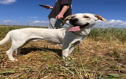 Mixed Breed dogs for sale: Evan and Chance (please read) - Image 11