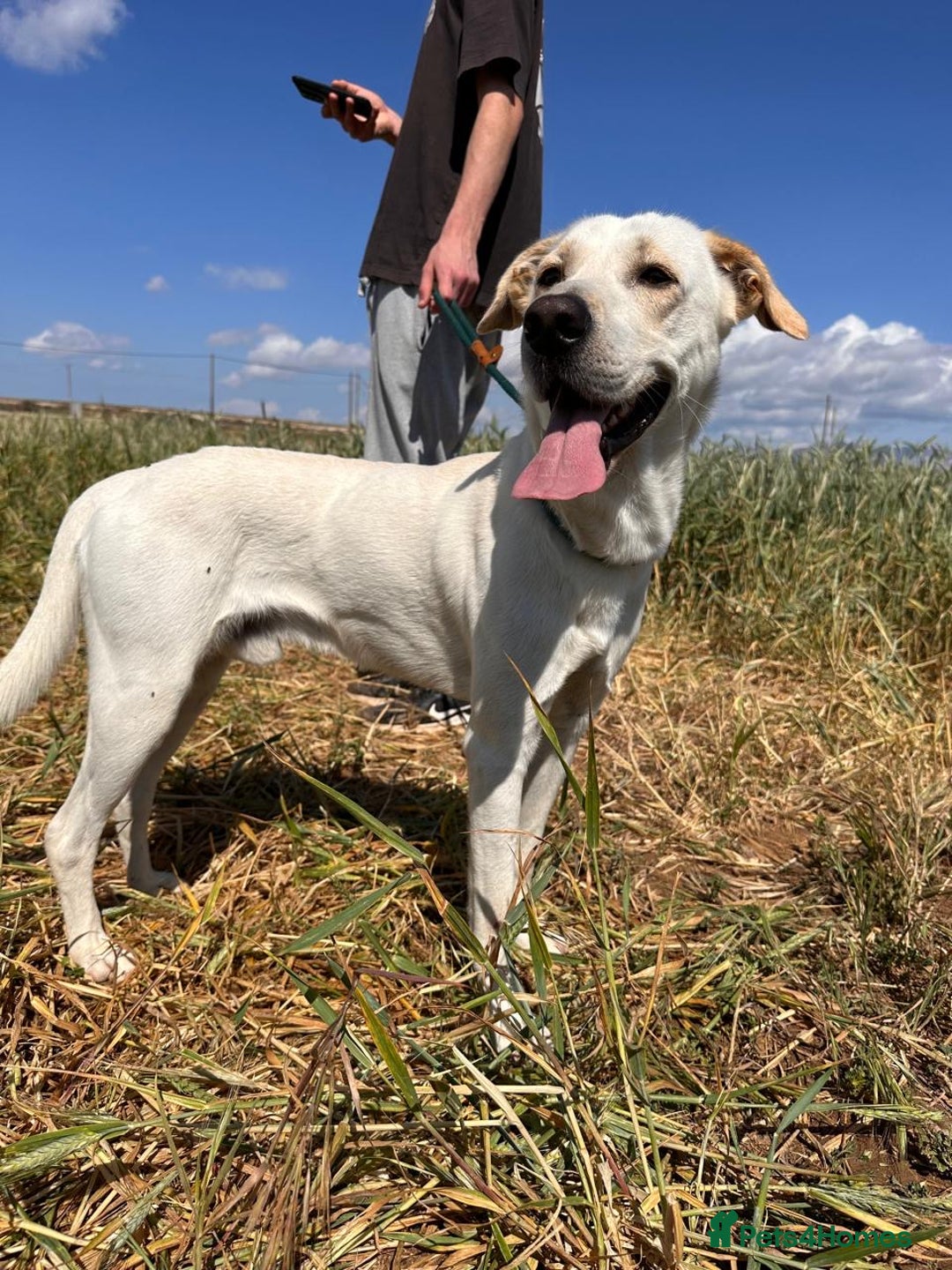 Mixed Breed dogs for sale: Evan and Chance (please read) - Image 11