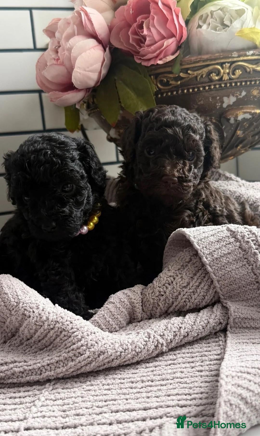 Toy Poodle dogs Beautiful Family Companions - Advert 7