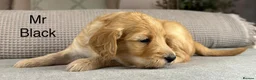 Goldendoodle dogs for sale: HEREDITARY HEALTH TESTED MUM. DNA TESTED DAD - Advert 36