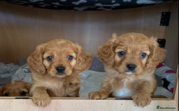 Cavapoo dogs for sale: Beautiful Cavapoo Puppies  - Image 15