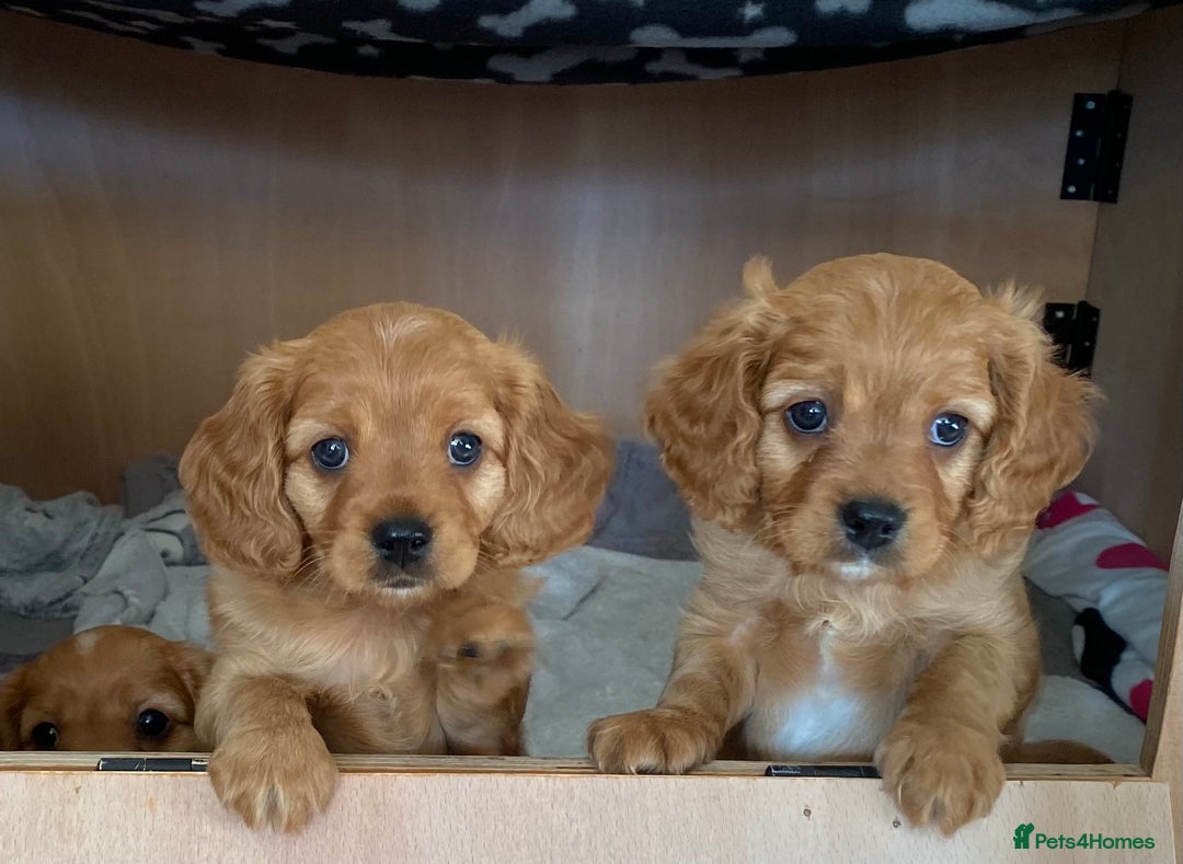 Cavapoo dogs for sale: Beautiful Cavapoo Puppies  - Image 15