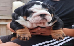 English Bulldog dogs for sale: 2 Gorgeous English Bulldog Pups 🩷 - Image 7