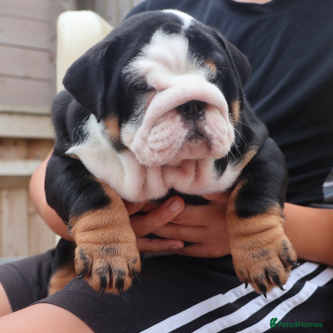 English Bulldog dogs for sale: 2 Gorgeous English Bulldog Pups 🩷 - Image 7