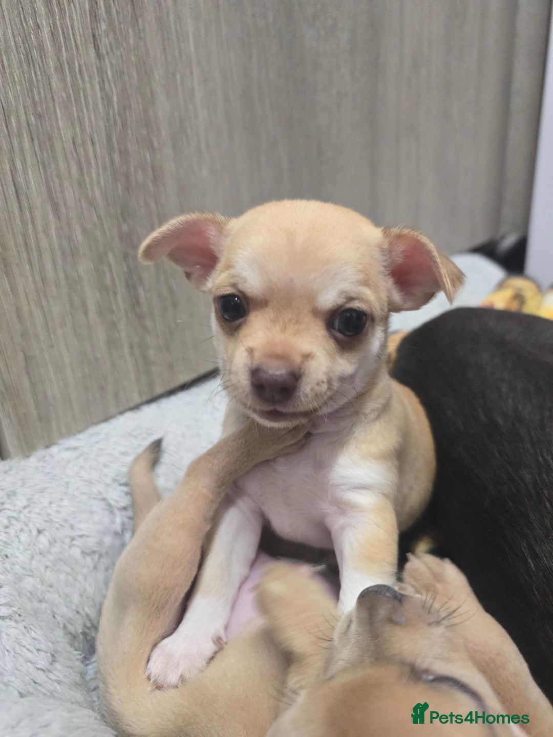 Chihuahua dogs for sale: Chihuahua pedigree pups. Not KC. - Image 37