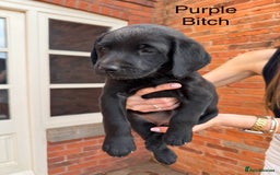 Labrador Retriever dogs for sale: 6 x Beautiful Black Labrador Puppies for sale. - Image 5