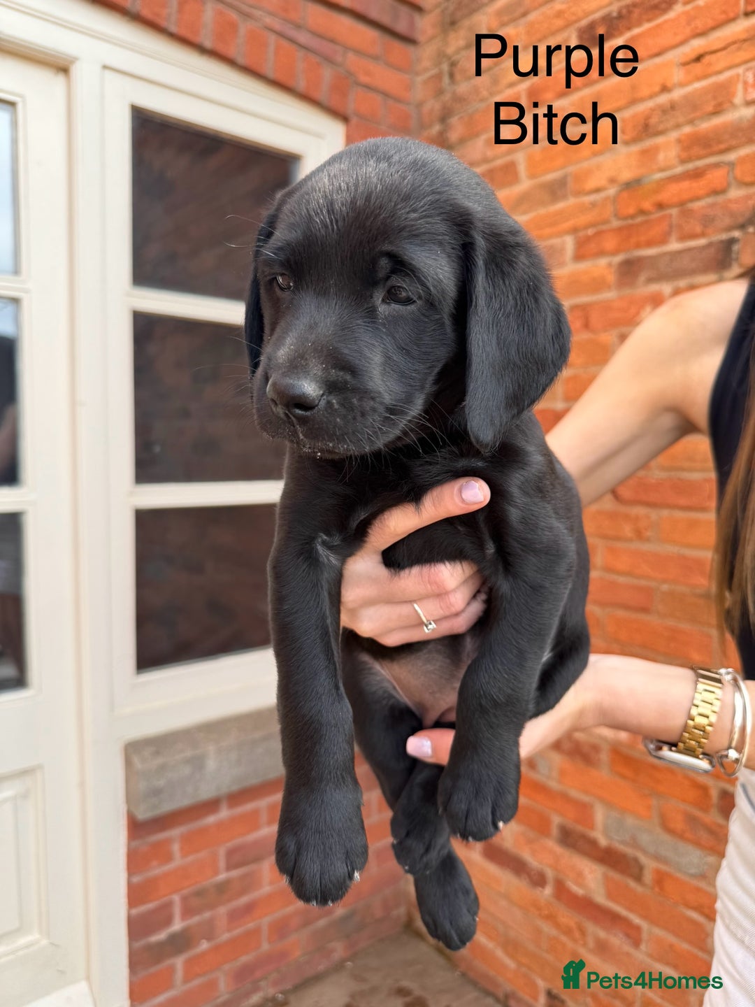 Labrador Retriever dogs for sale: 6 x Beautiful Black Labrador Puppies for sale. - Image 5