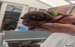 Dobermann dogs for sale: Stunning Dobermann puppies in Nottingham - Image 25