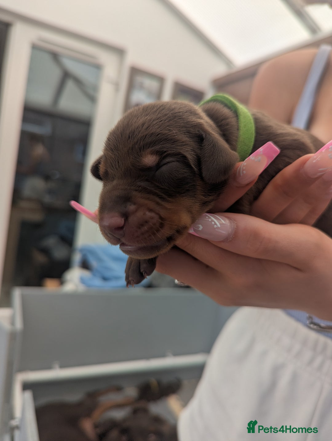 Dobermann dogs for sale: Stunning Dobermann puppies in Nottingham - Image 25