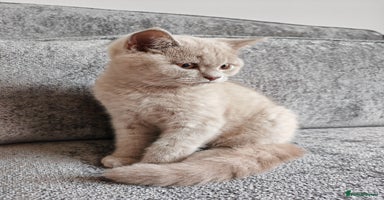 British Shorthair cats - Advert 16