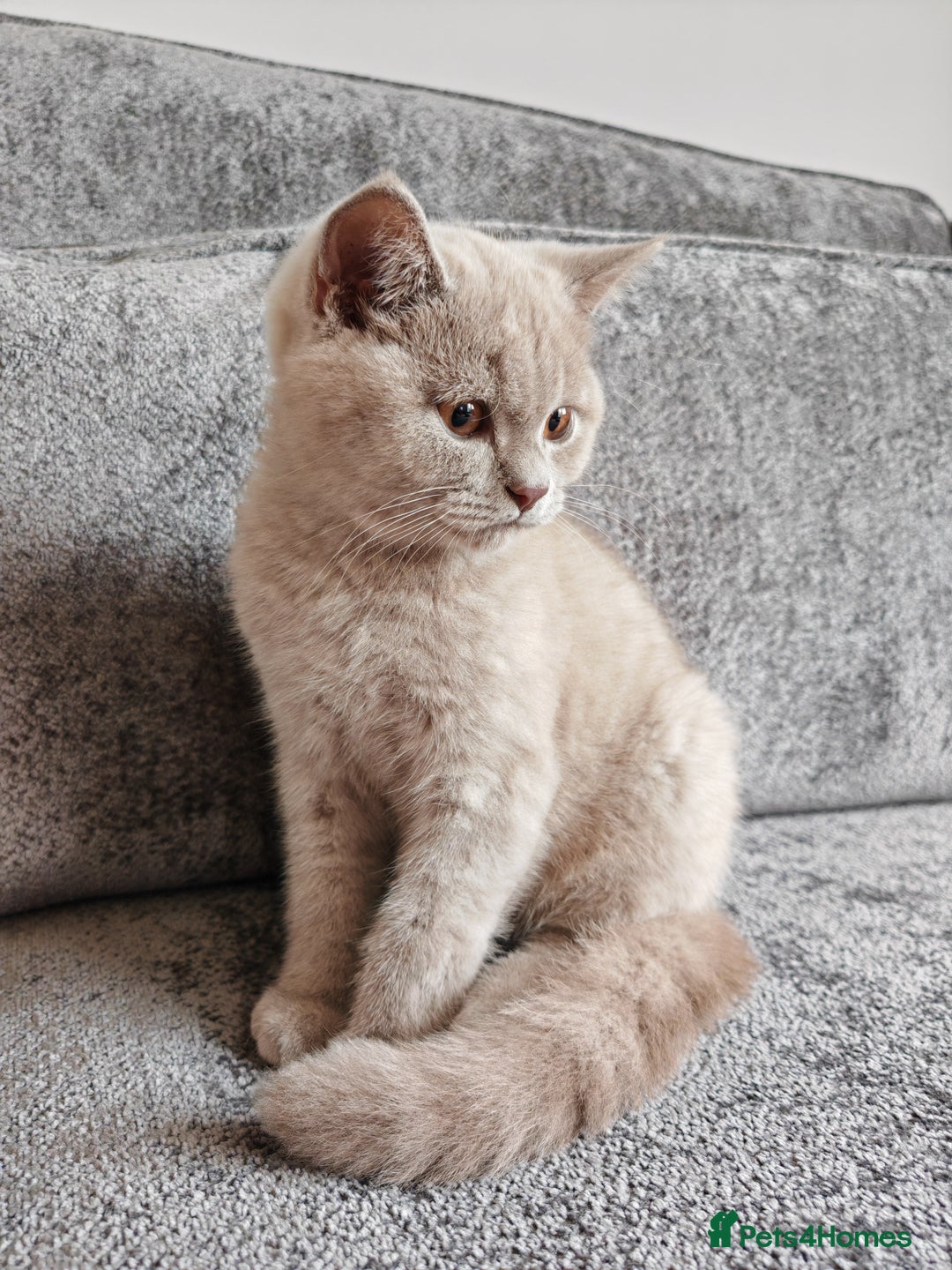 British Shorthair cats for sale: British shorthaired kittens for sale - Image 3