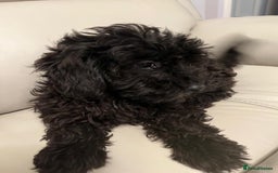 Cockapoo dogs for sale: 2 male Cockapoo puppies remaining - ready to leave in Beccles - Image 13
