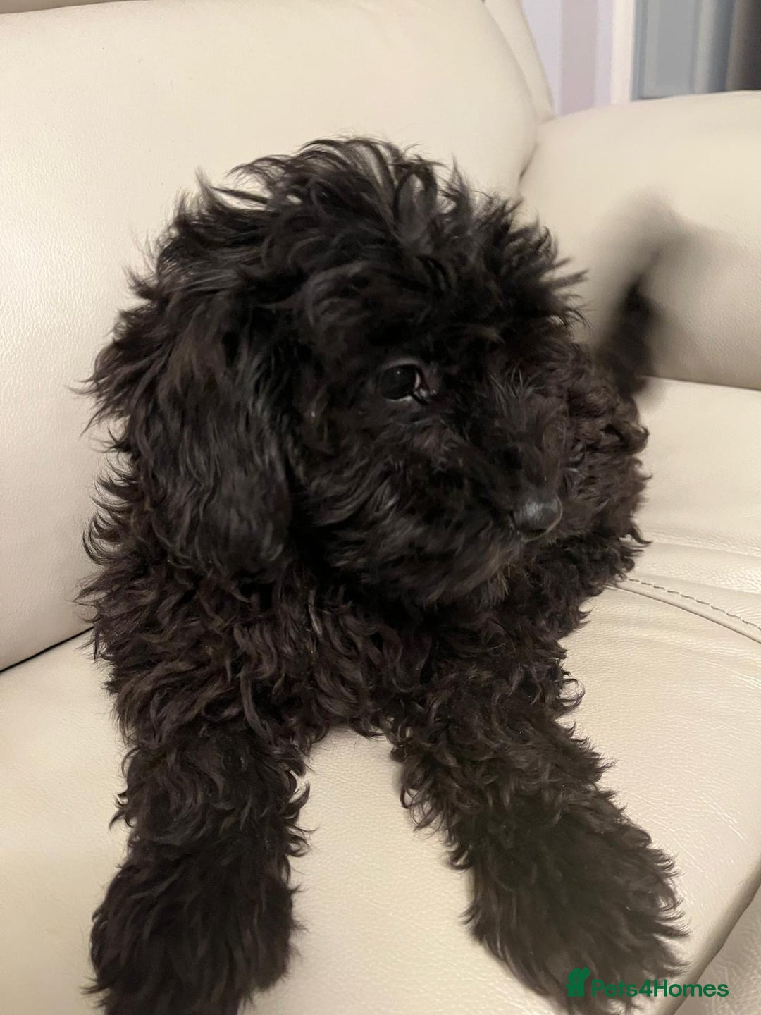 Cockapoo dogs for sale: 2 male Cockapoo puppies remaining - ready to leave in Beccles - Image 13