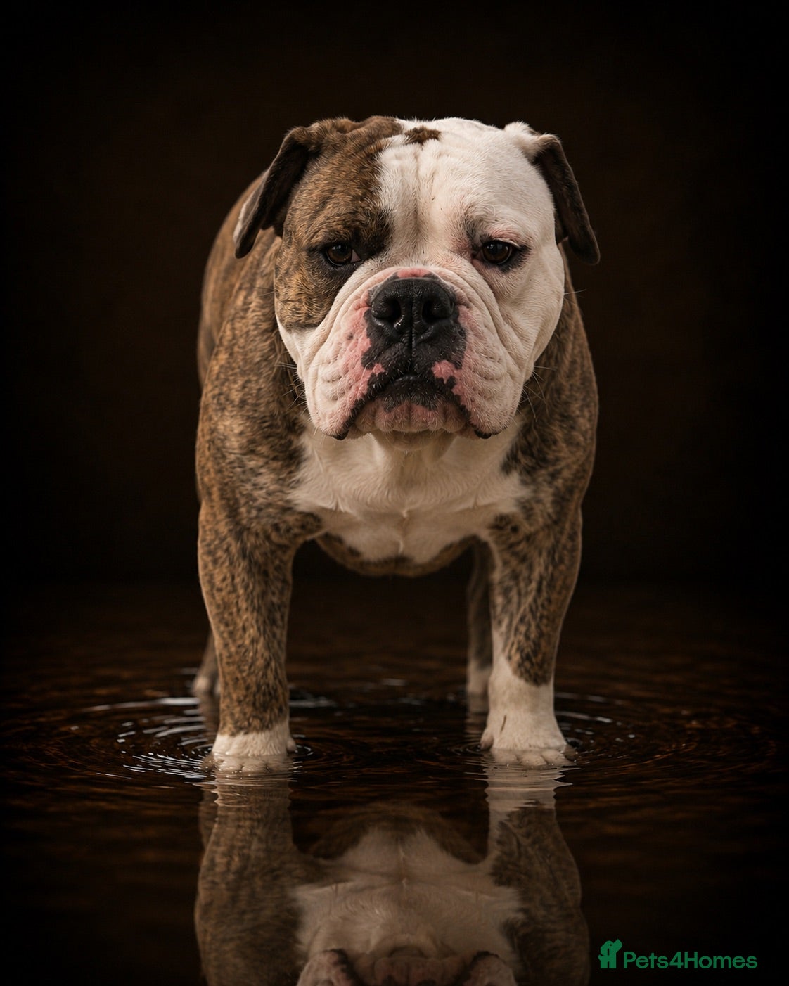 Olde English Bulldogge dogs Olde English bulldogge king  - Advert 13