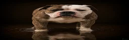 Olde English Bulldogge dogs for stud: Olde English bulldogge king  - Advert 1