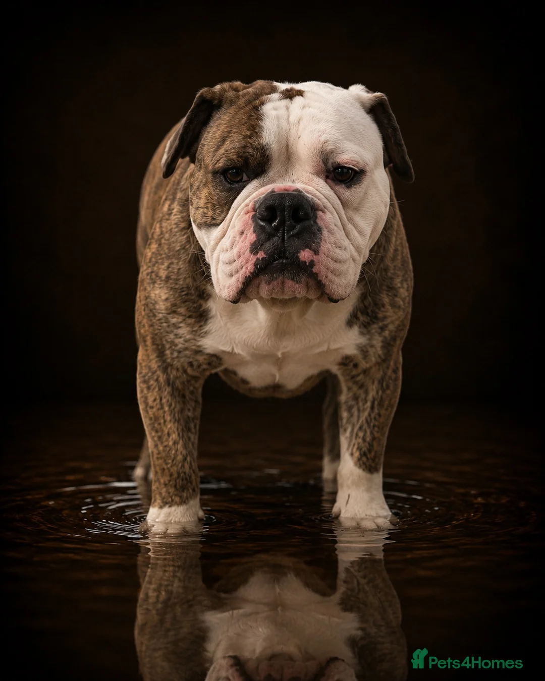 Olde English Bulldogge dogs for stud: Olde English bulldogge king  - Advert 1