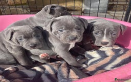 Staffordshire Bull Terrier dogs for sale: 💥✅️Staffordshire💫 bullterrie puppies 🐶  - Image 9