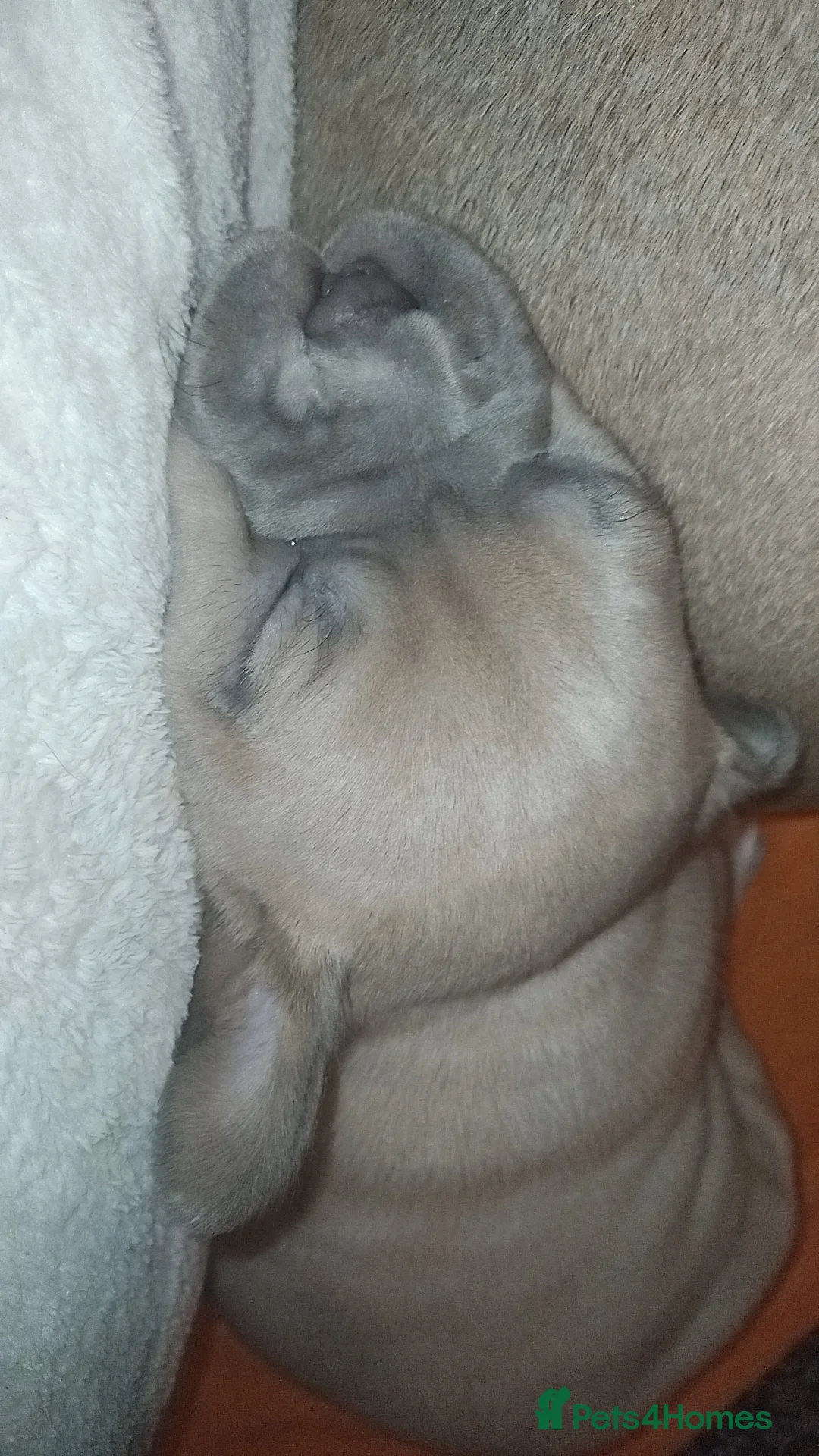 Mixed Breed dogs for sale: Exotic pocket bully cross  - Advert 6