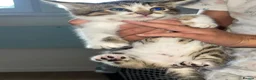 Bengal cats for sale: Beautiful kittens  - Advert 3