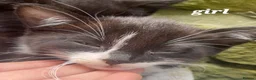 Mixed Breed cats for sale: Mixture of black & white ready to go mixed breed - Advert 16