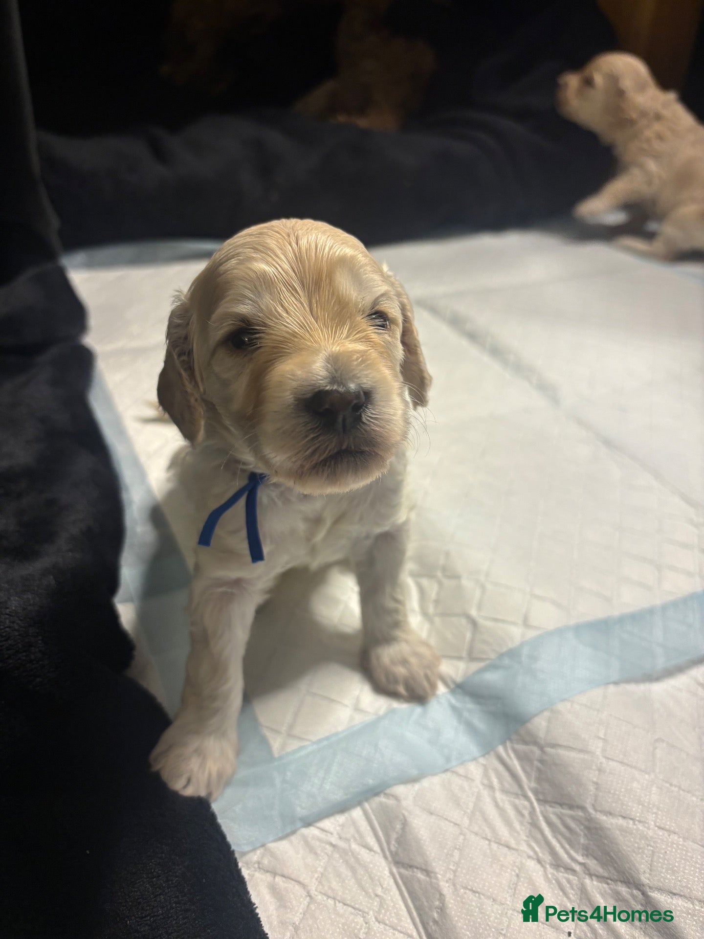 Cavapoo dogs for sale: F2B Cavapoos- Rare Chocolates & liver Noses ❤️🐾 - Advert 2