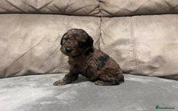 Cockapoo dogs for sale: 🐶F1 Cockerpoo Pups – Merle, Chocolate, Apricot 🐶 - Image 20