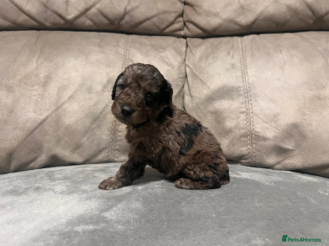 Cockapoo dogs for sale: 🐶F1 Cockerpoo Pups – Merle, Chocolate, Apricot 🐶 - Image 20