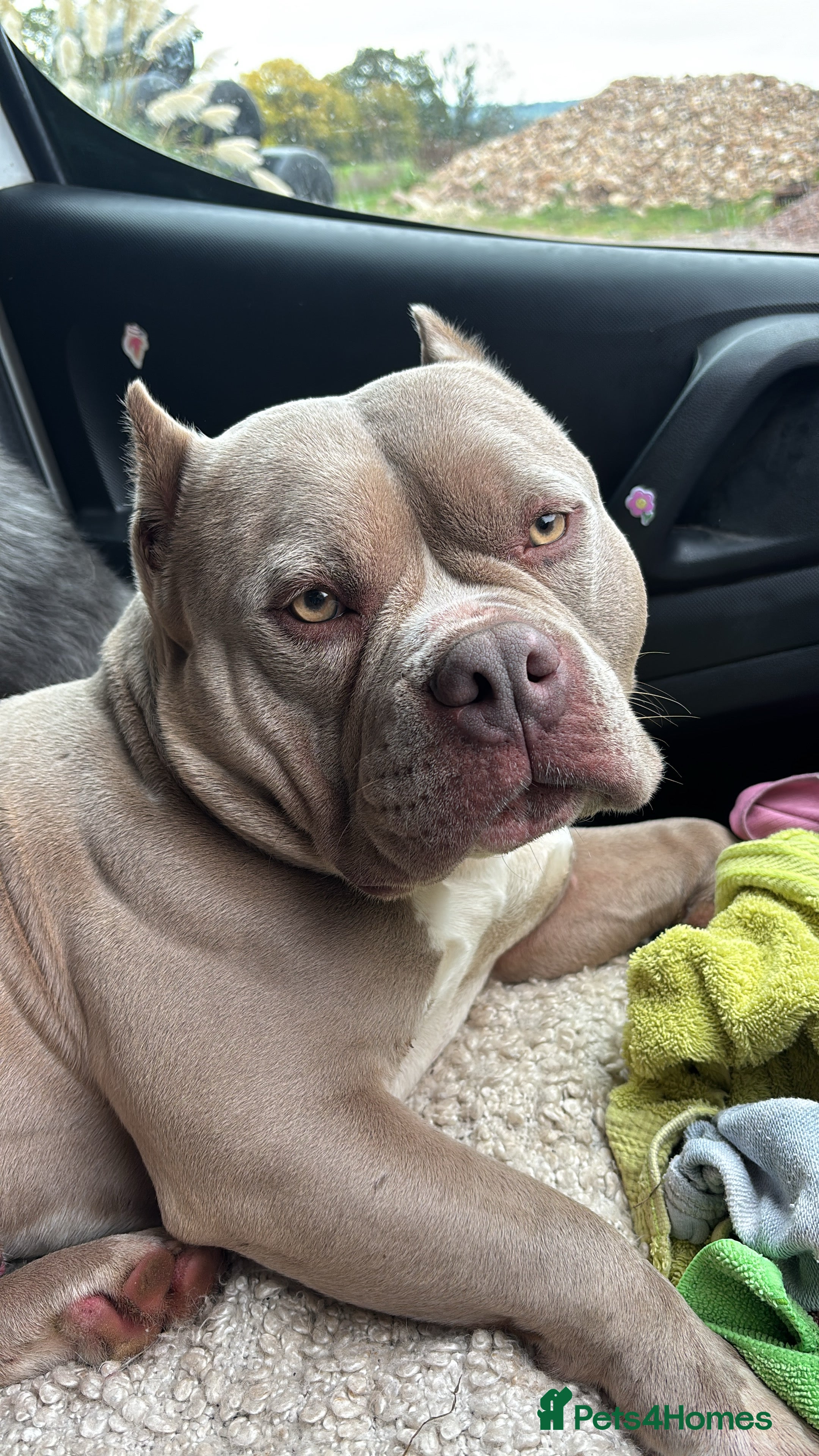 Mixed Breed dogs Pocket bully  - Advert 8