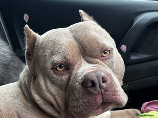 Mixed Breed dogs Pocket bully - Advert 4