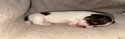 Jack Russell dogs for sale: Jack Russel pups - Advert 4