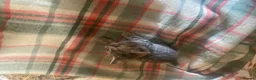 Mixed Breed cats for sale: Beautiful Kittens - Advert 7