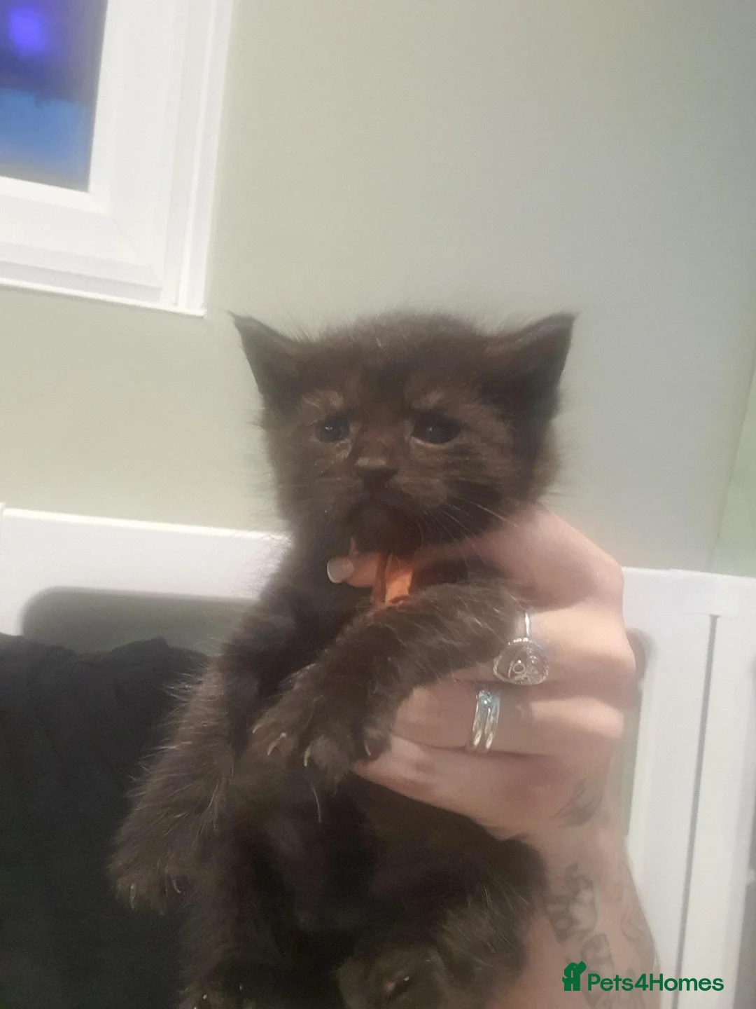 Maine Coon cats for sale: Maine Coon Cross domestic  - Advert 2