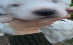 Pyrenean Mountain Dog dogs for sale: Polish tatra mountain sheepdog - Image 6