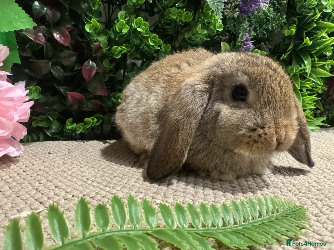 Mini Lop rabbits for sale: 1 mini lop boy ready to go  - Advert 1